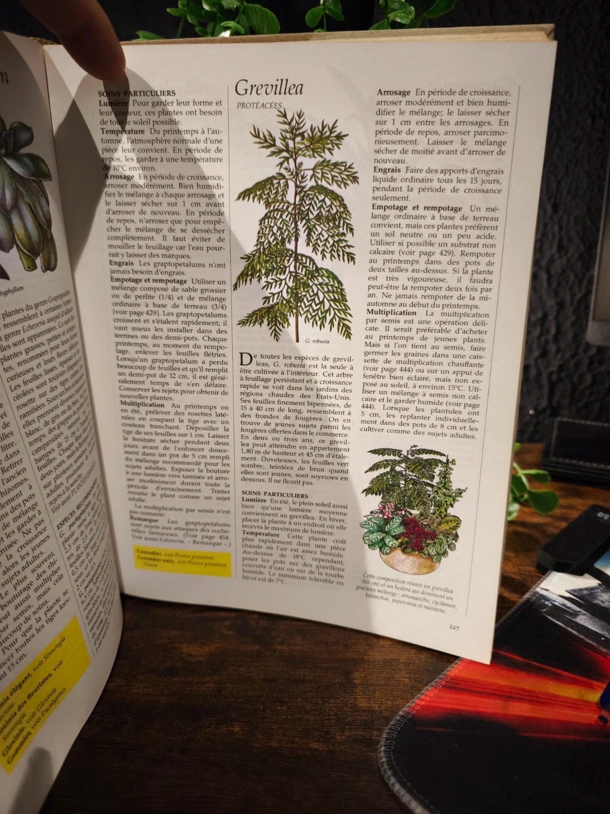 Gids voor kamerplanten reader's digest – photo 4